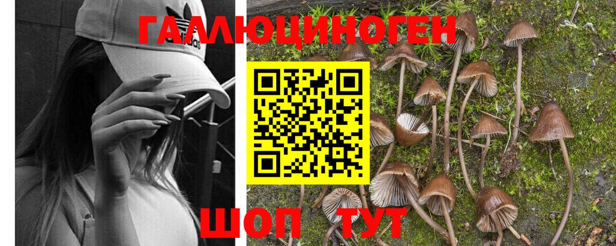 Тихорецк  Псилоцибиновые грибы Psilocybe  Вход с VPN  Псилоцибиновые грибы Psilocybine cubensis 
